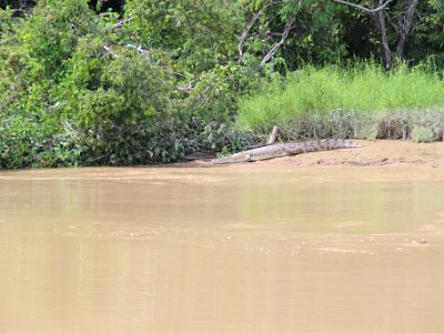 Sukau To Sandakan Trip - Nov 17, 2015